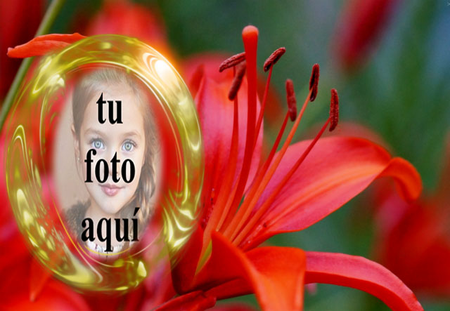 Marco Dorado Con Rosas Rojas Foto Marcos - Marco Dorado Con Rosas Rojas Foto Marcos