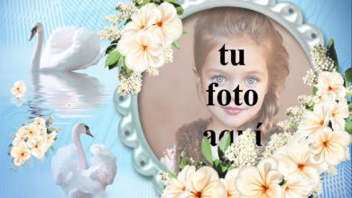 marco de fotos romantico cisne con rosas blancas 390x220 - marco de fotos romántico cisne con rosas blancas
