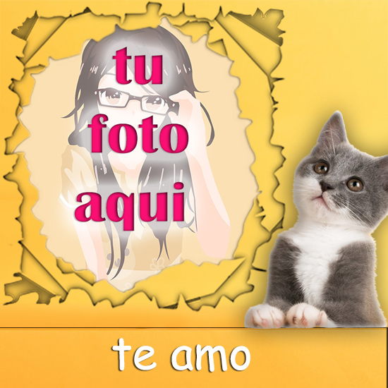 Gato Travieso Mascotas Foto Marcos - Gato Travieso Mascotas Foto Marcos