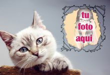 La Mirada Mascotas Foto Marcos 220x150 - La Mirada Mascotas Foto Marcos
