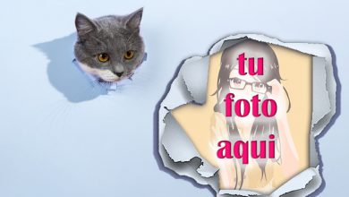 Sorpresa Mascotas Foto Marcos 390x220 - Sorpresa Mascotas Foto Marcos