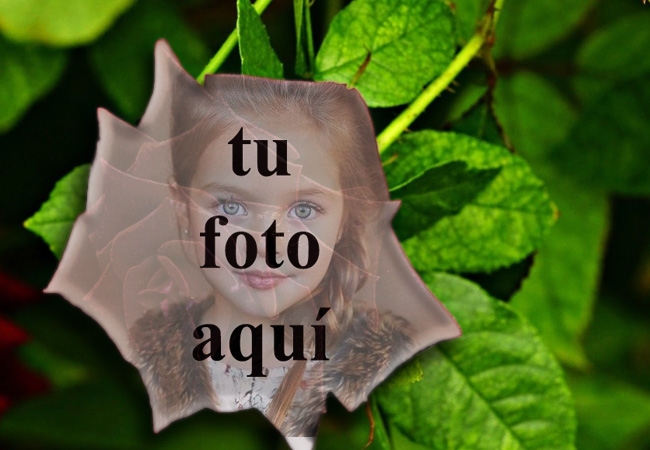 la flor Foto Marcos - la flor Foto Marcos